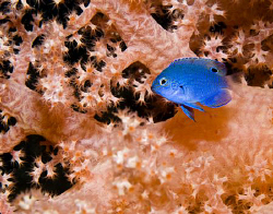 A newly settled damselfish hides amongst the branches of ... by Cal Mero 